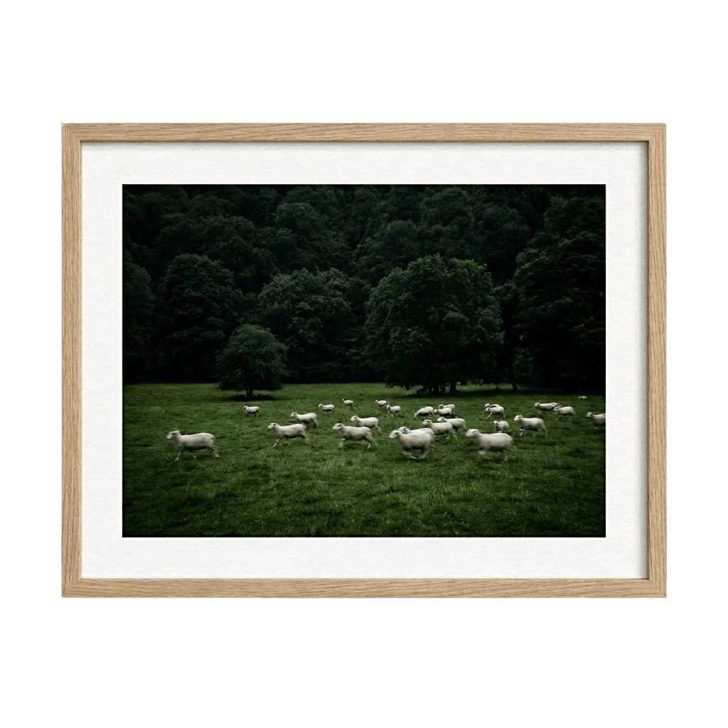 Silent Meadow