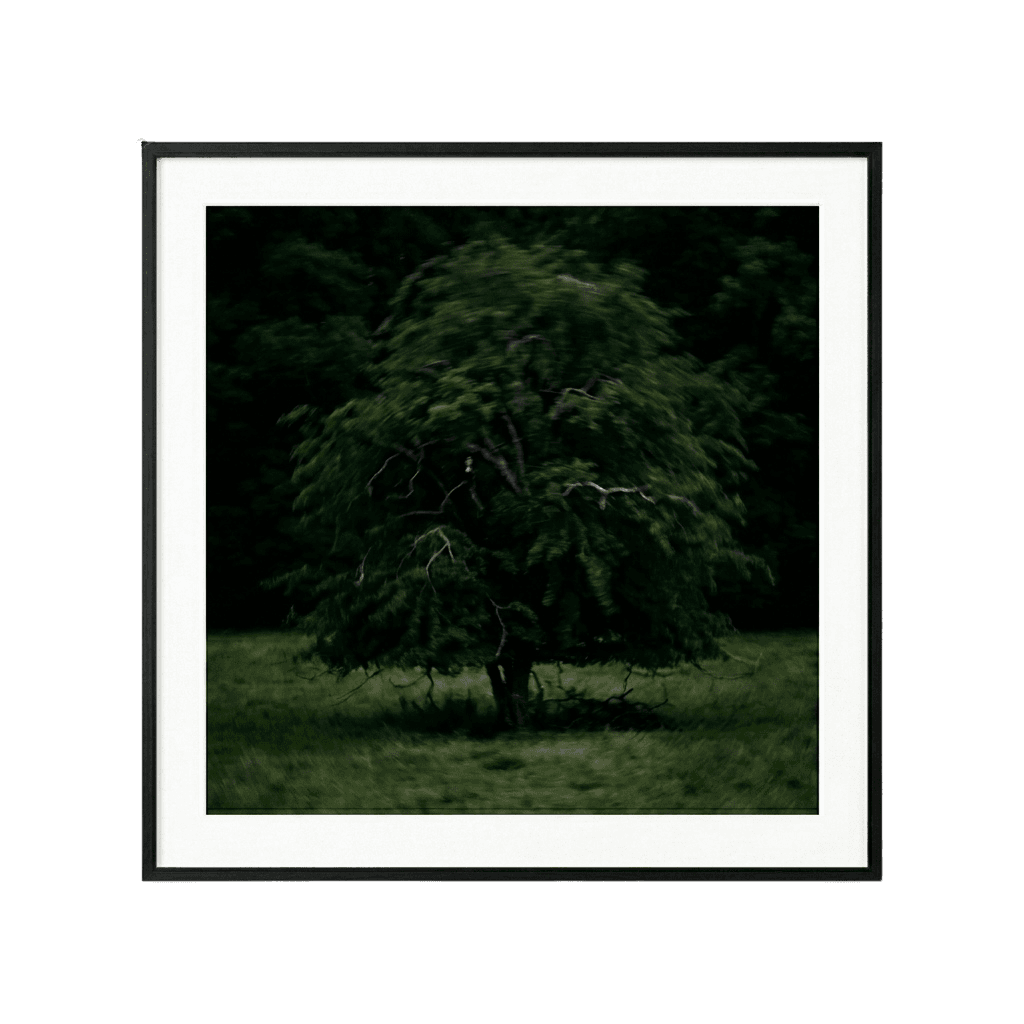 Solitary Willow