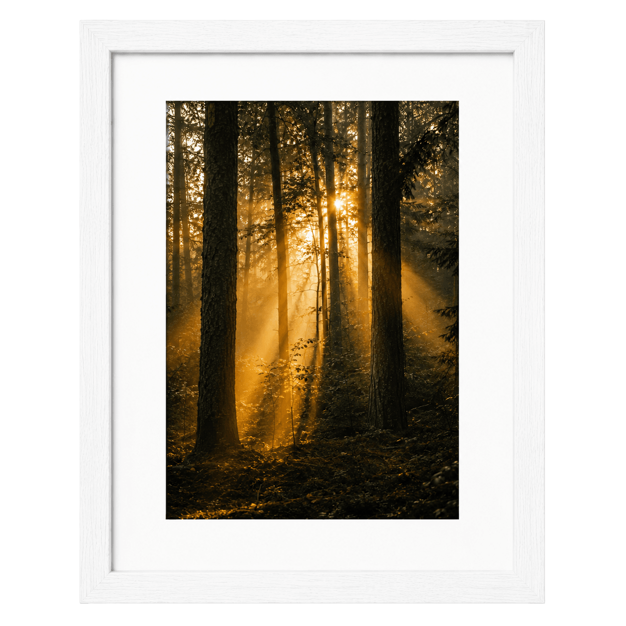 Forest Light